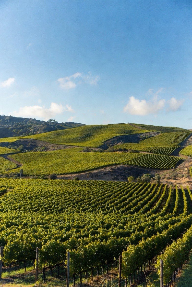Temecula Vineyard
